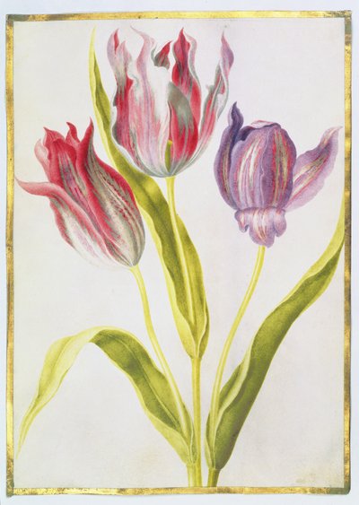 Tulpen, c.1675 door Nicolas Robert